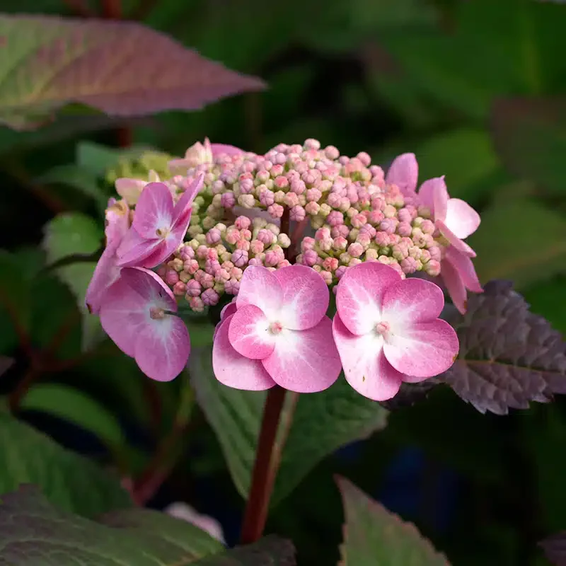 hortensia Twist-n-Shout® 