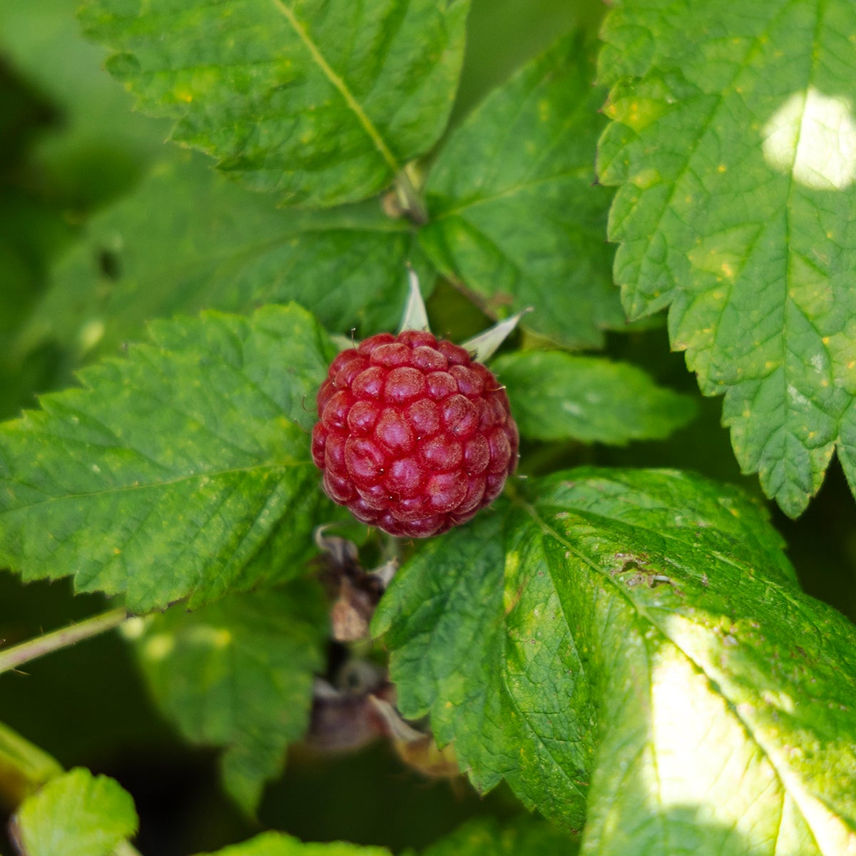 trädgårdshallon 'Sanibelle'