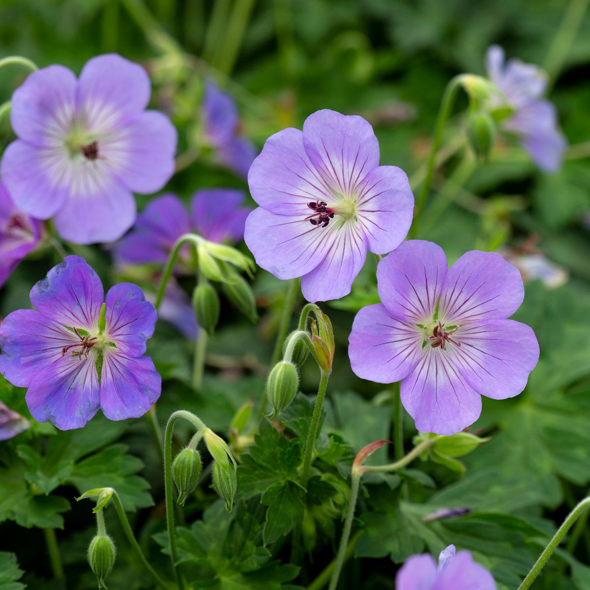 näva 'Azure Rush'