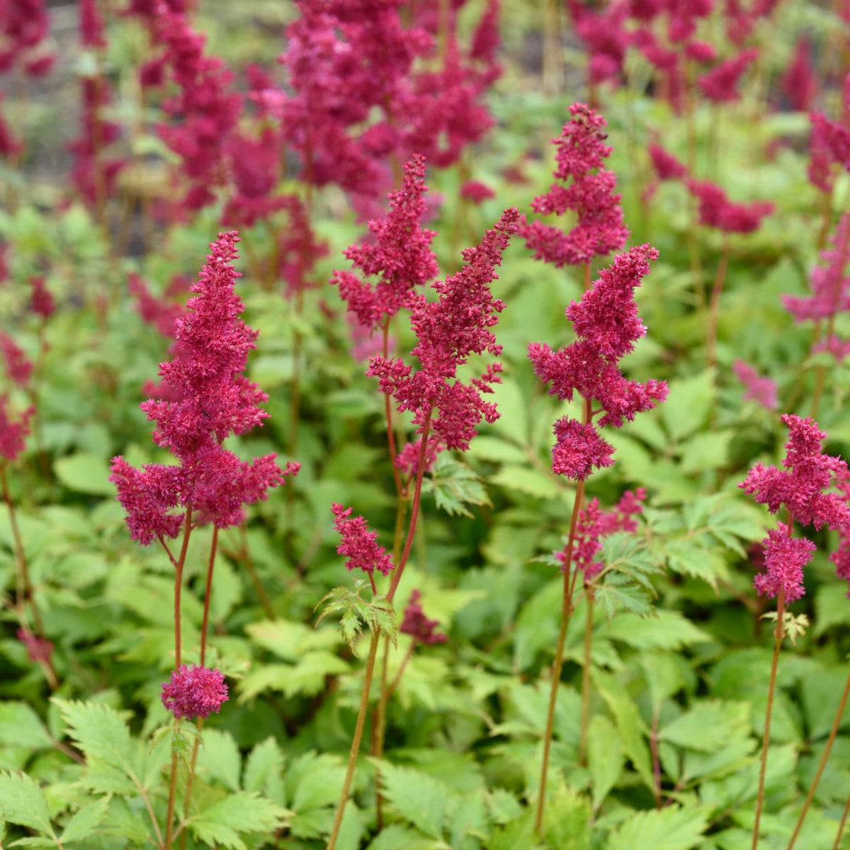 astilbe 'Fanal'