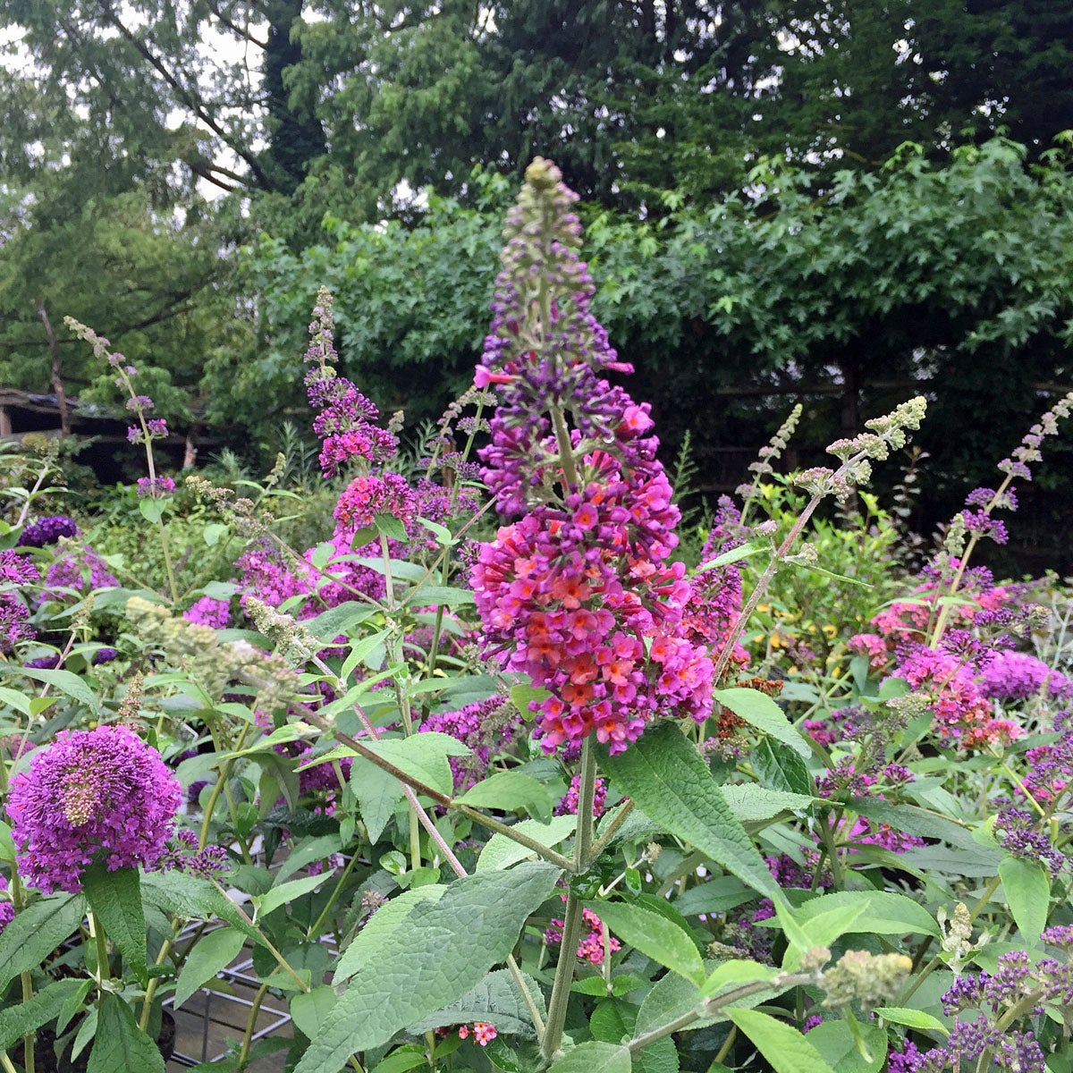 weyerbuddleja 'Bicolor'