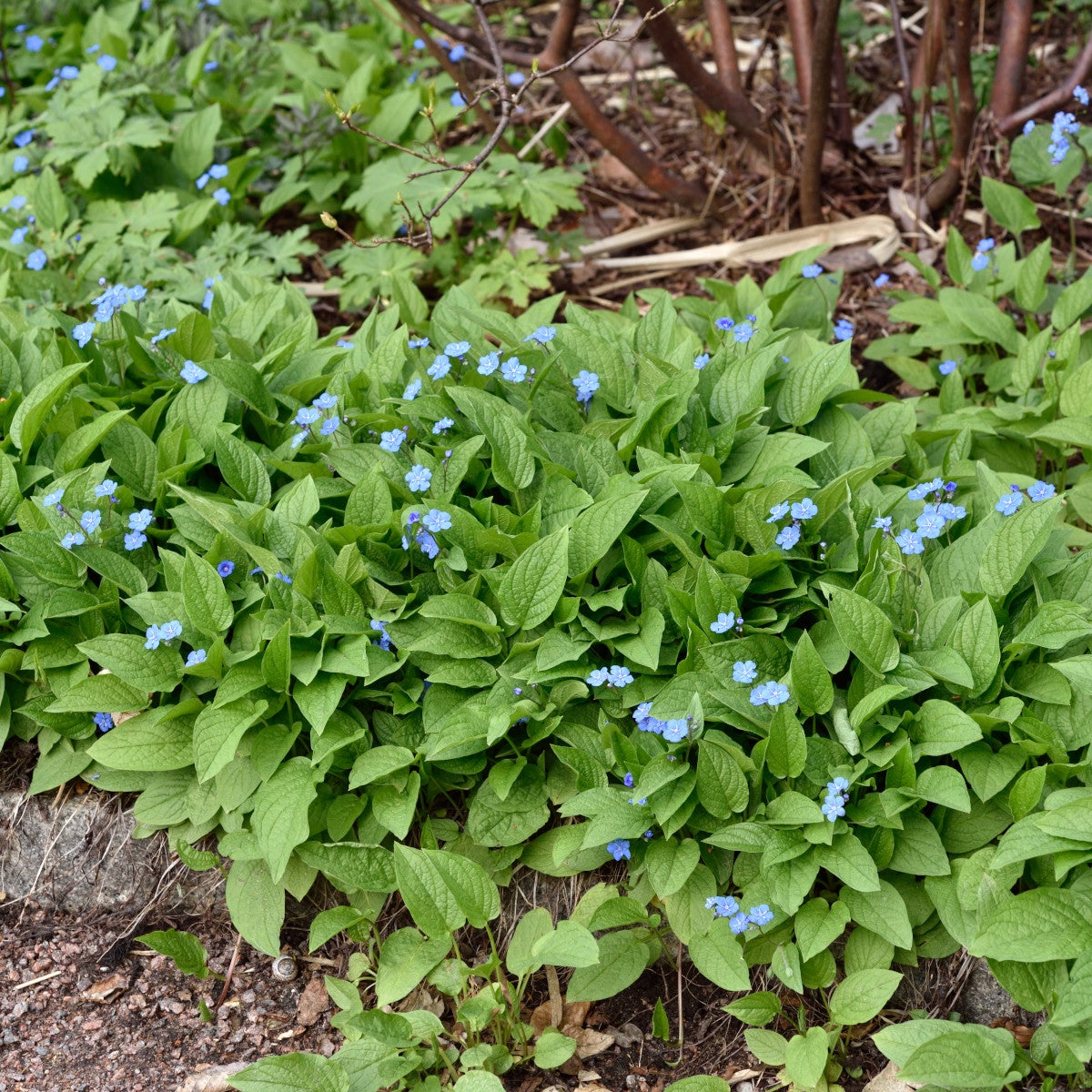 ormöga