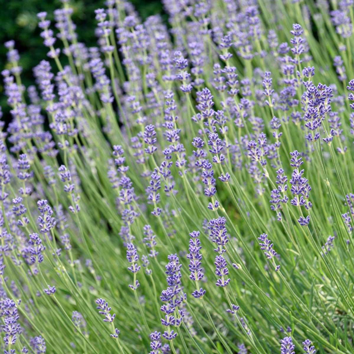 lavendel