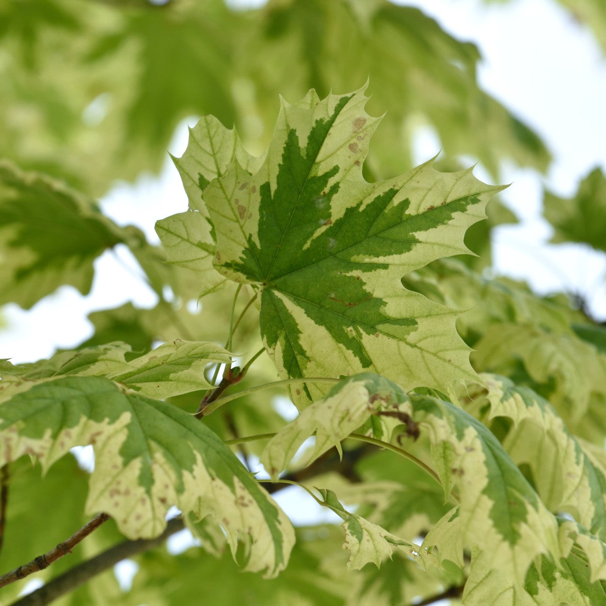 vitbrokig skogslönn