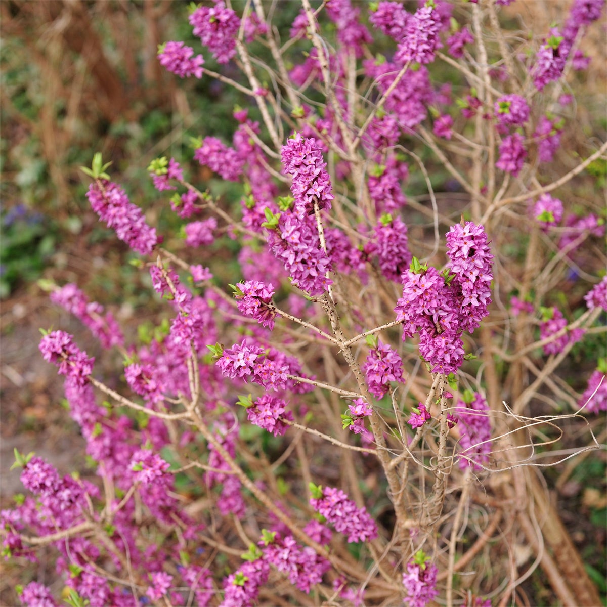 tibast 'Rubra'