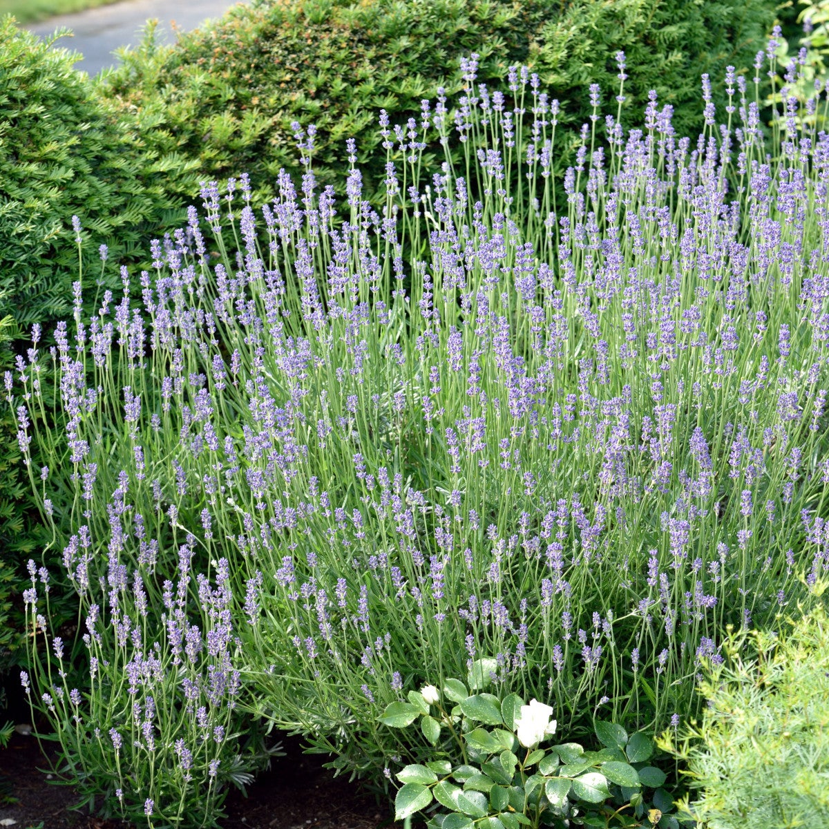 lavendel