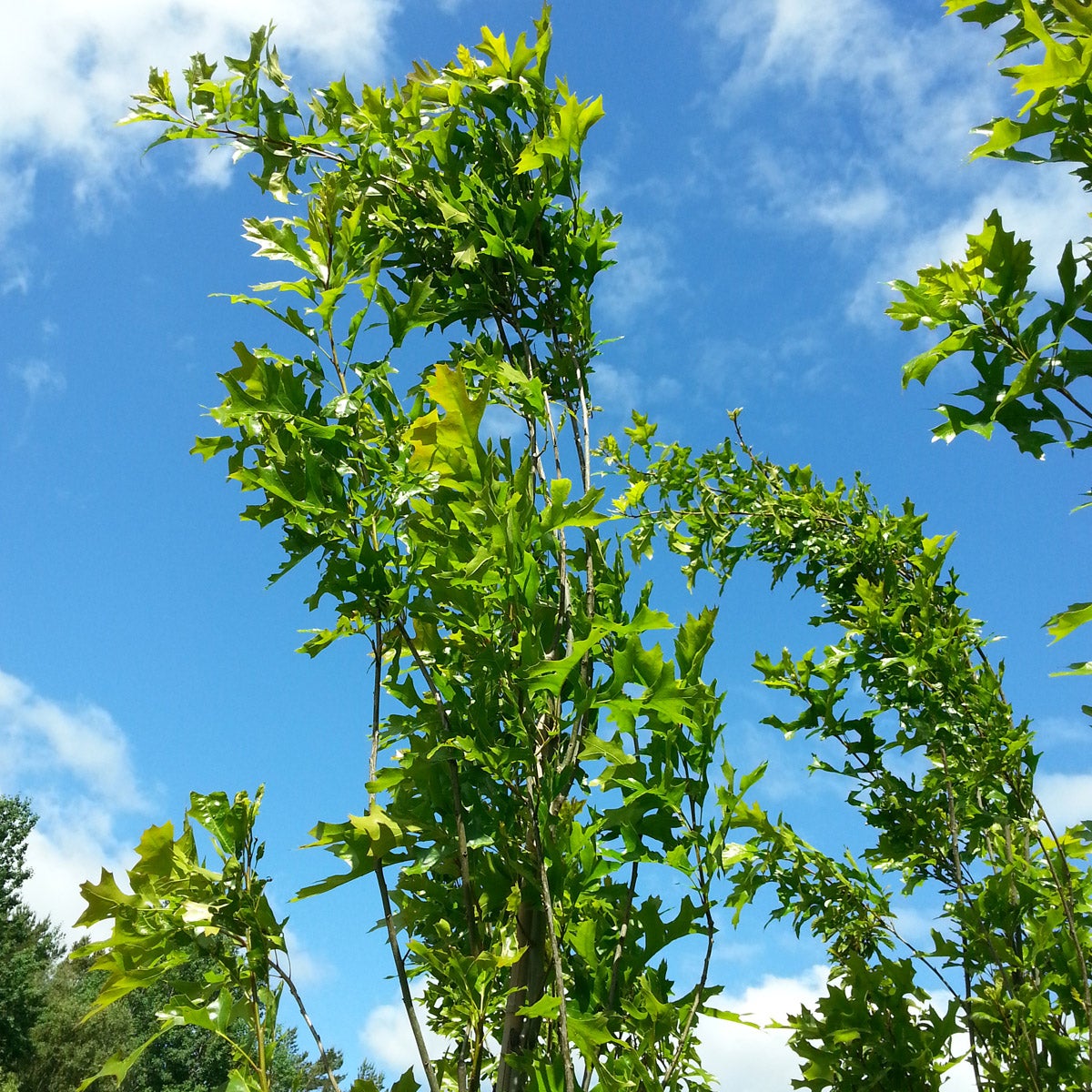kärrek Green Pillar