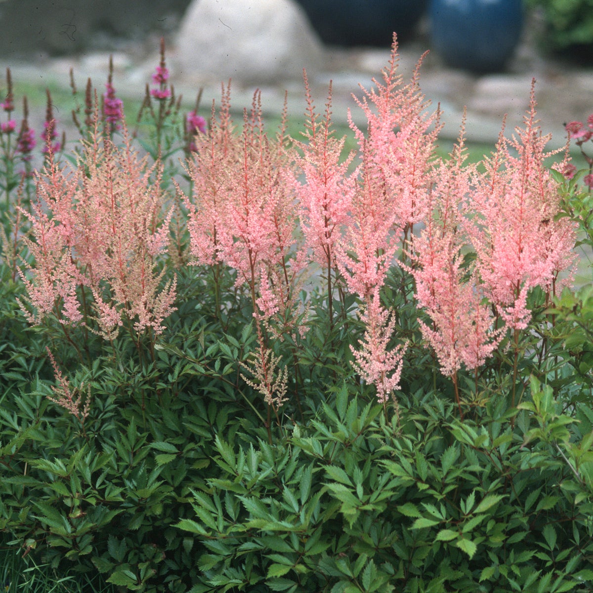 astilbe 'Erika'
