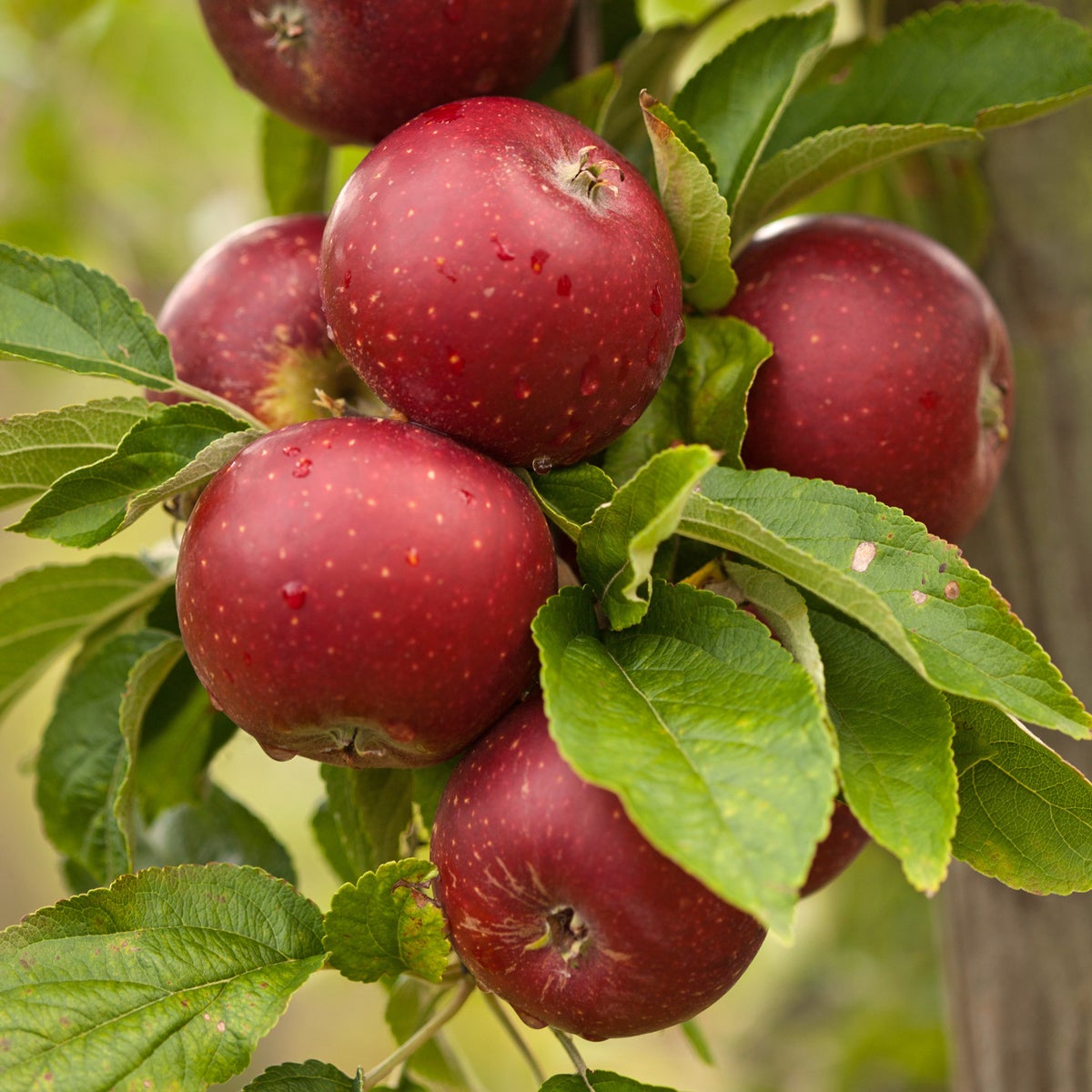 äpple 'Karin Schneider'
