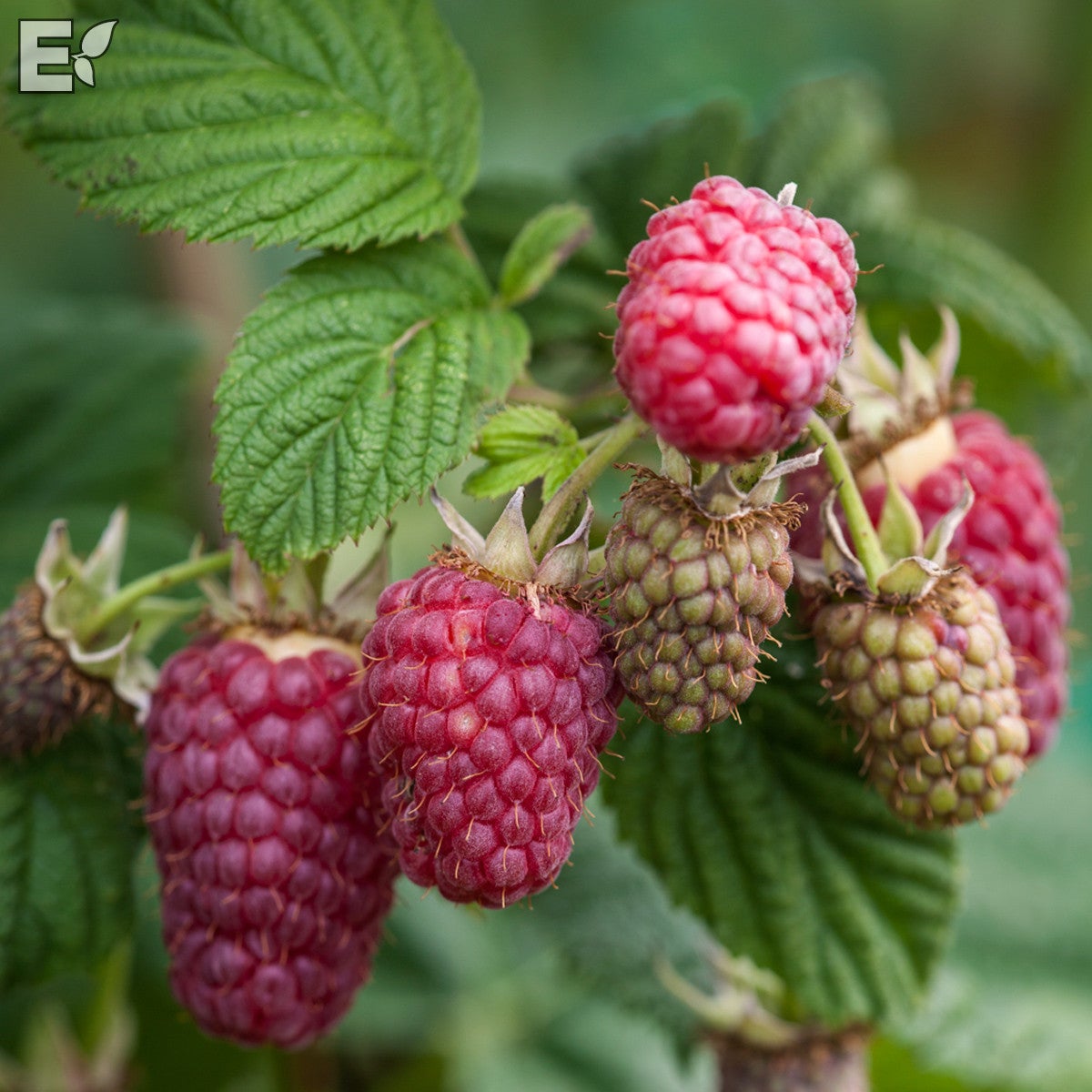 trädgårdshallon 'Lazska' E