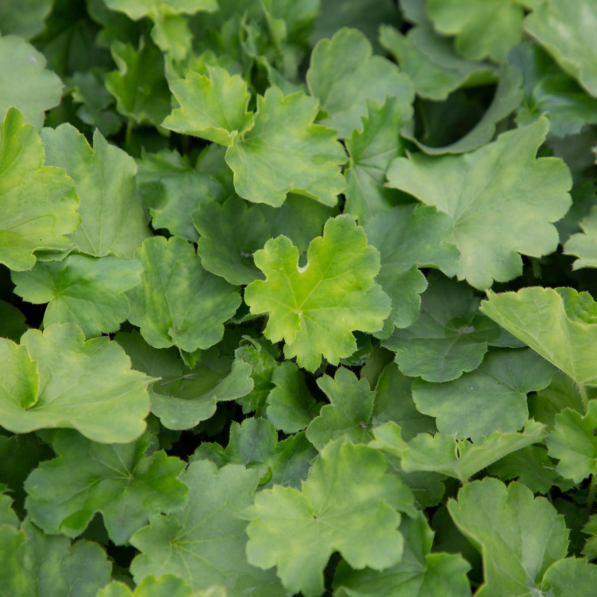 blodalunrot 'Leuchtkäfer'