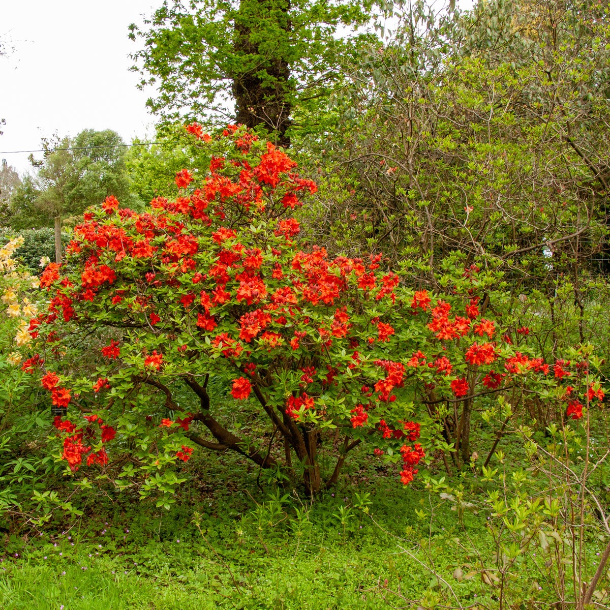 trädgårdsazalea 'Hotspur Red'