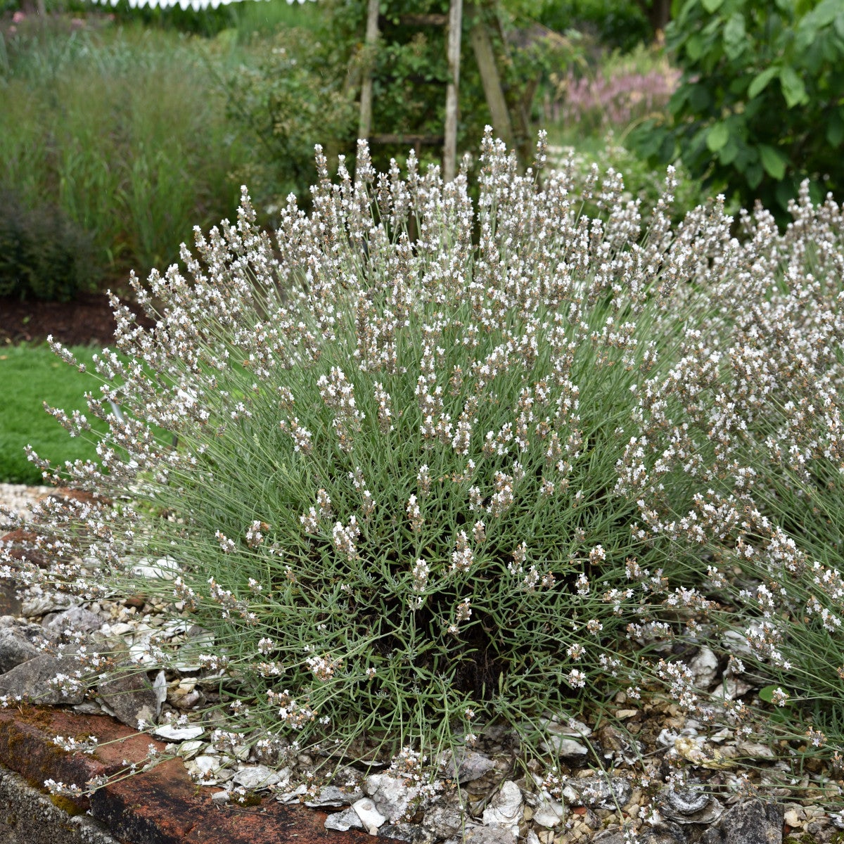 lavendel