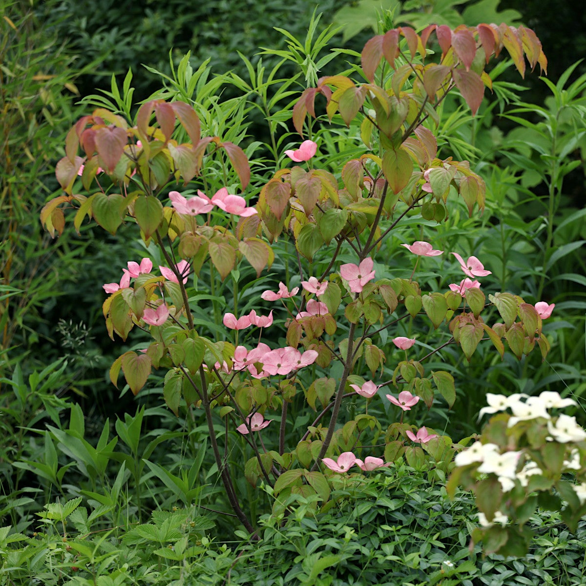 koreansk blomsterkornell 'Satomi'