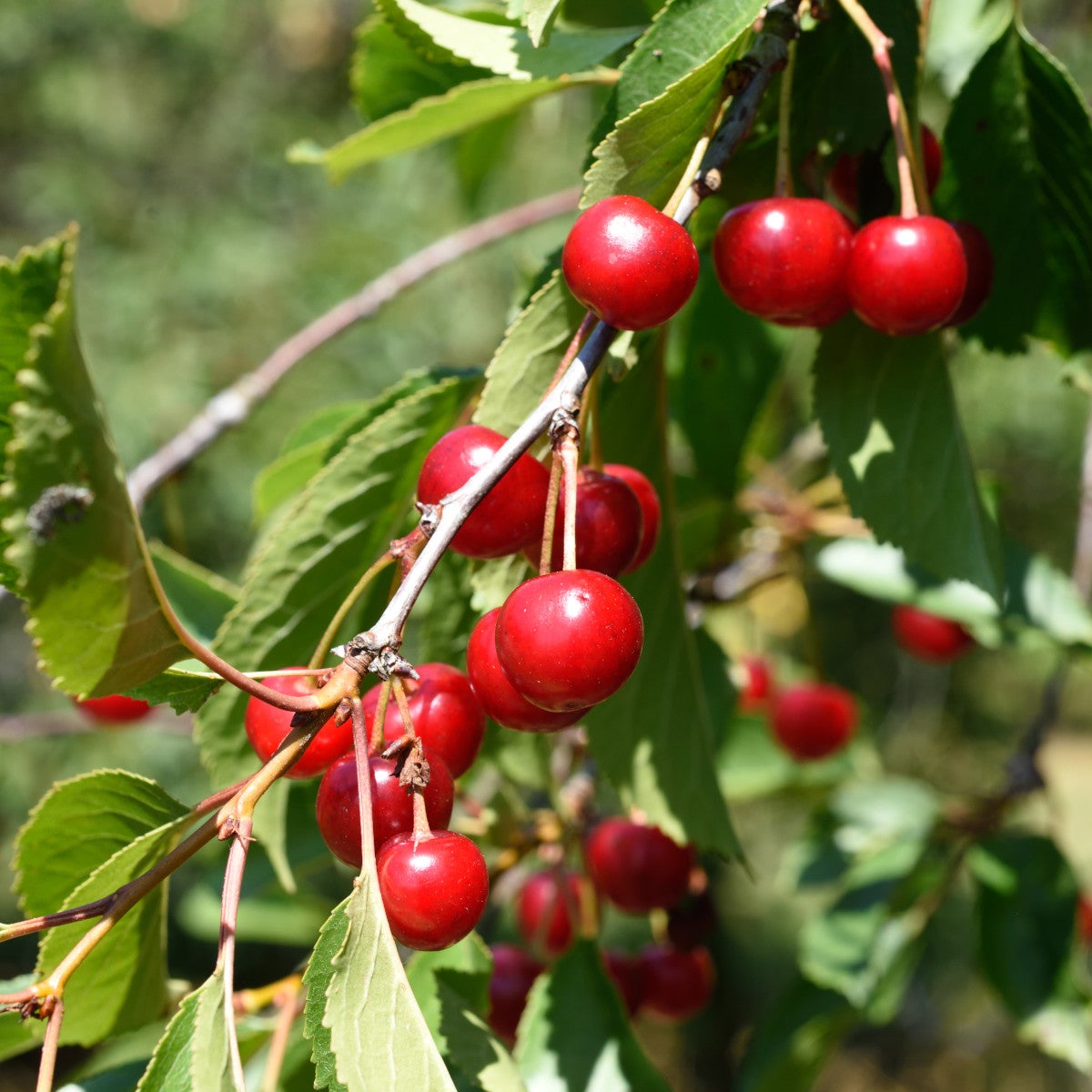 surkörsbär Stort Klarbär