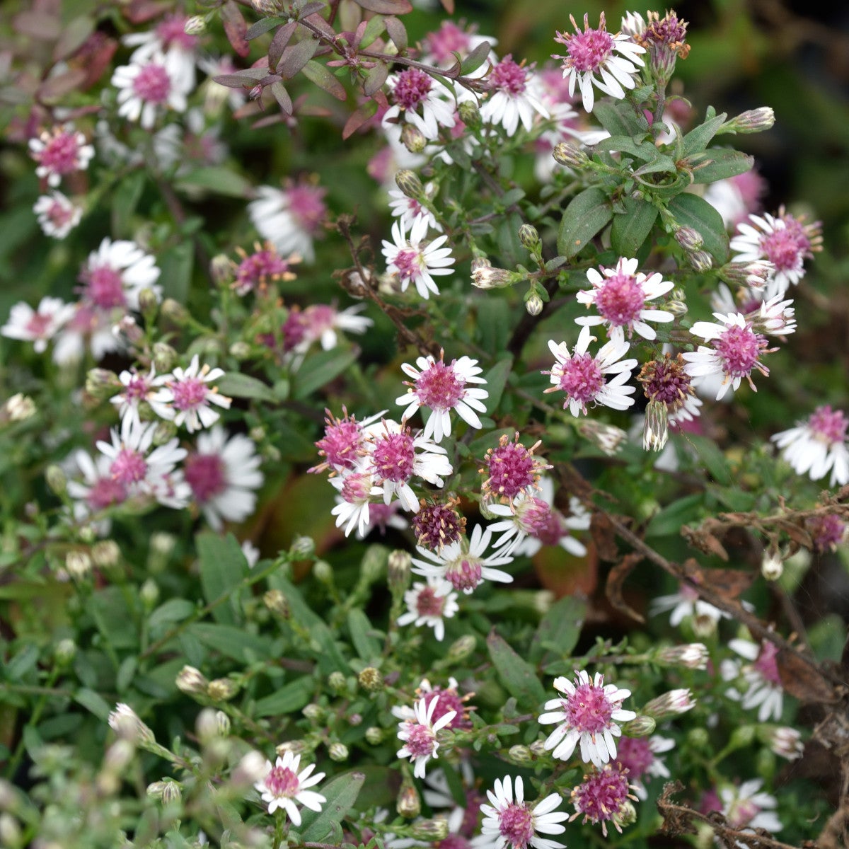 grenaster 'Horizontale'