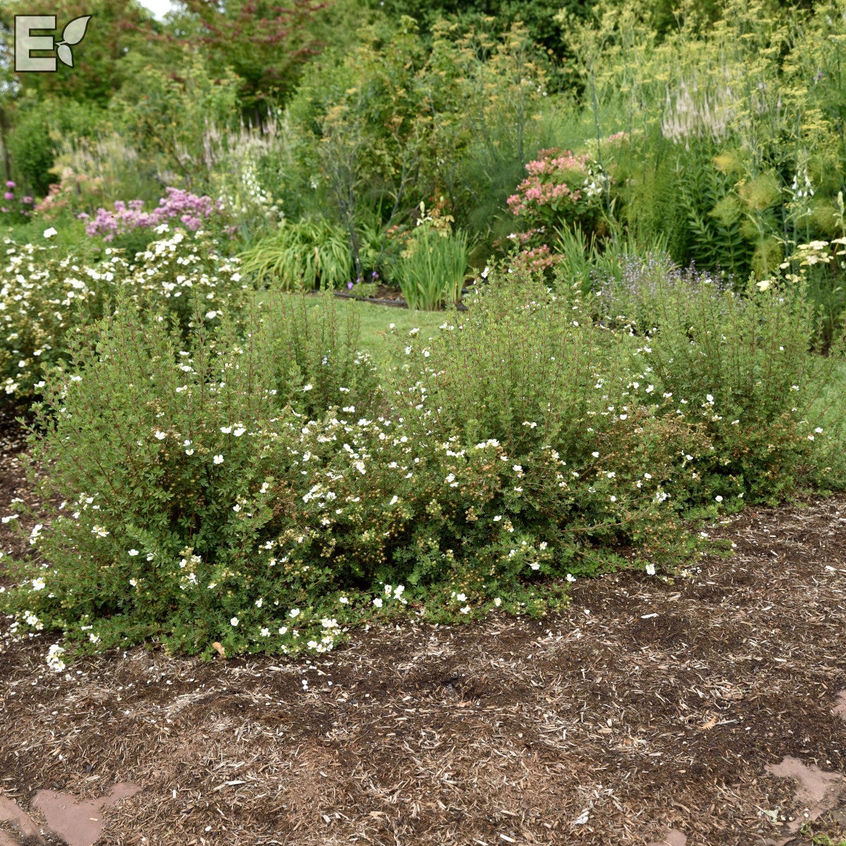 trädgårdstok 'Abbotswood' E