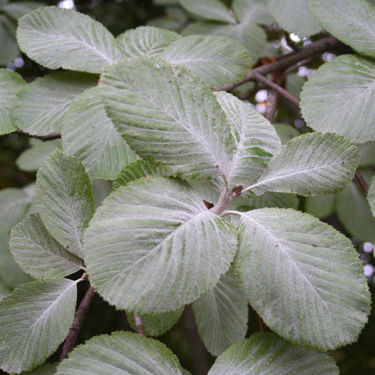 vitoxel 'Lutescens'