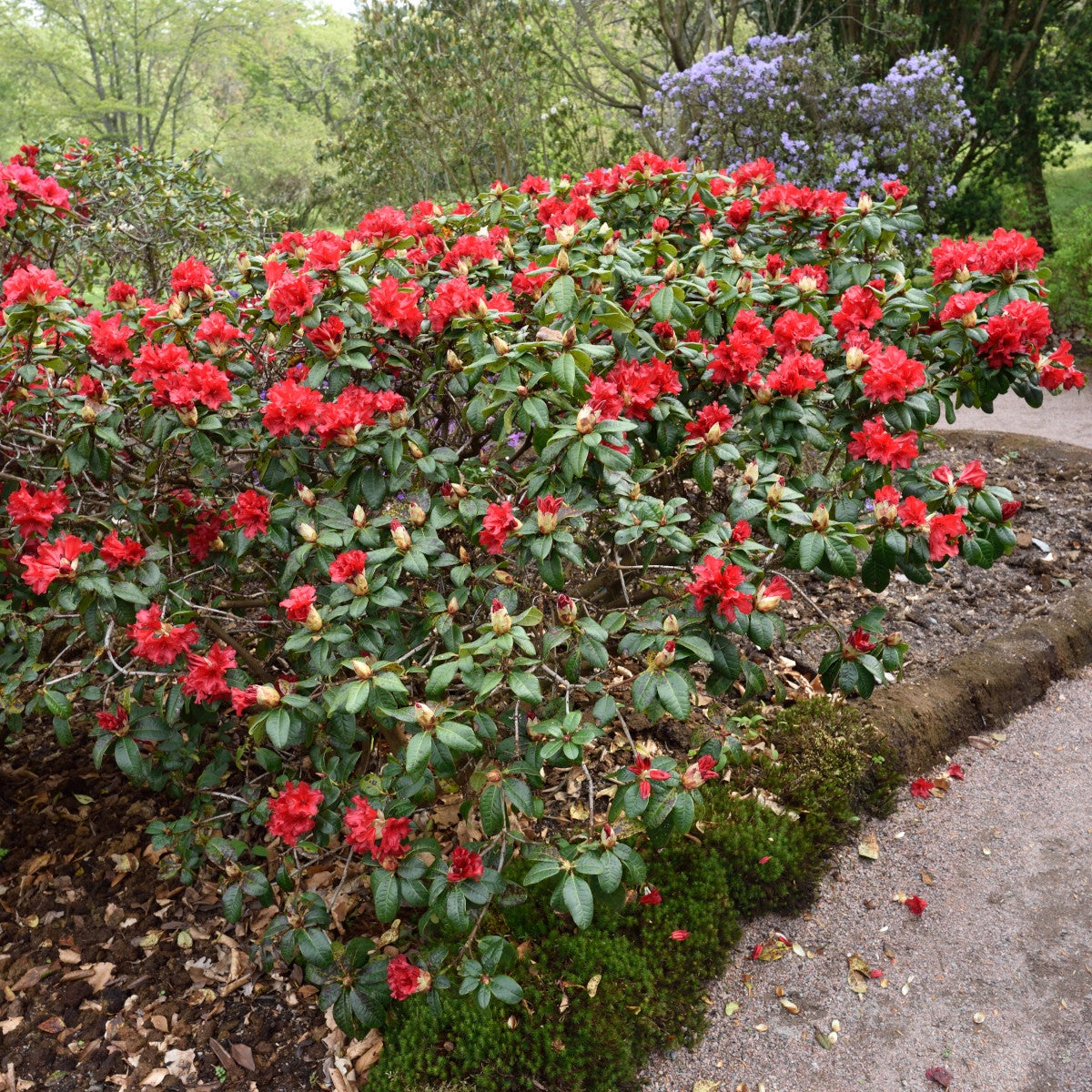 forrestii-rododendron 'Scarlet Wonder'