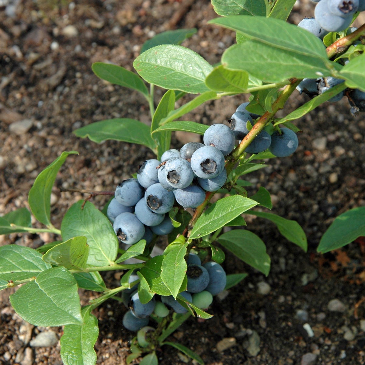 hybridblåbär 'Northcountry'