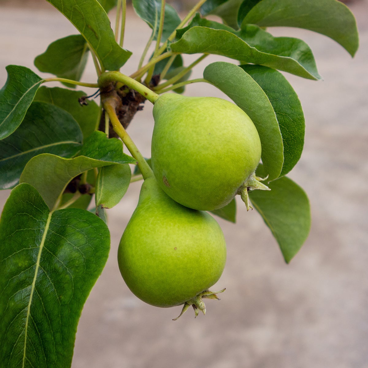 päron Skånskt Sockerpäron ('Sapin')