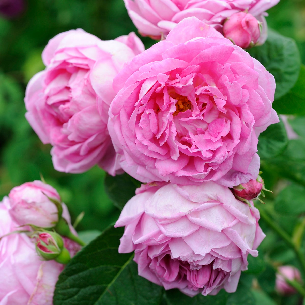 bourbonros 'Blomsterhult'