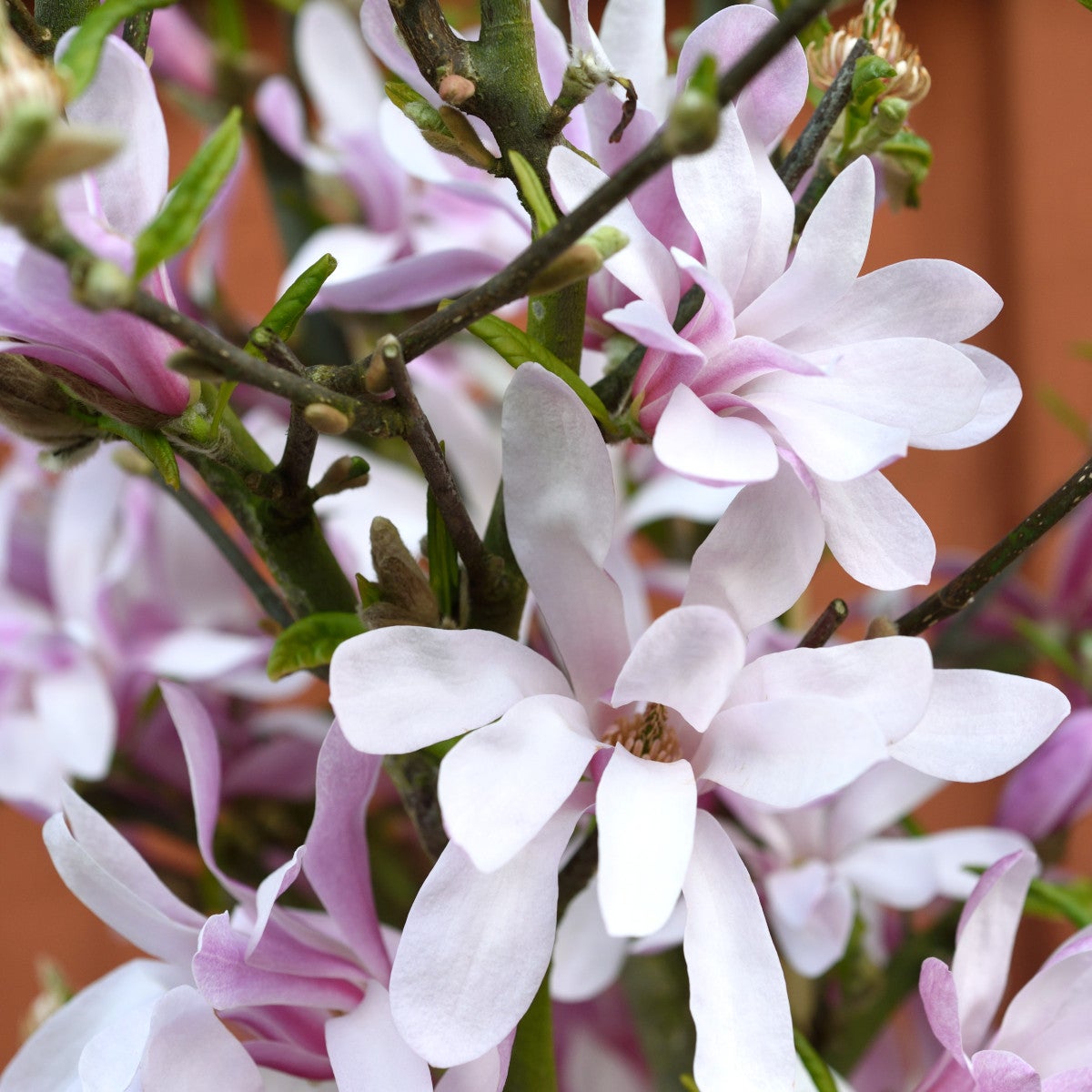 stjärnmagnolia 'Rosea'