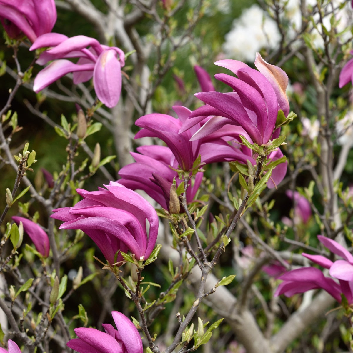 rosenmagnolia 'Susan'