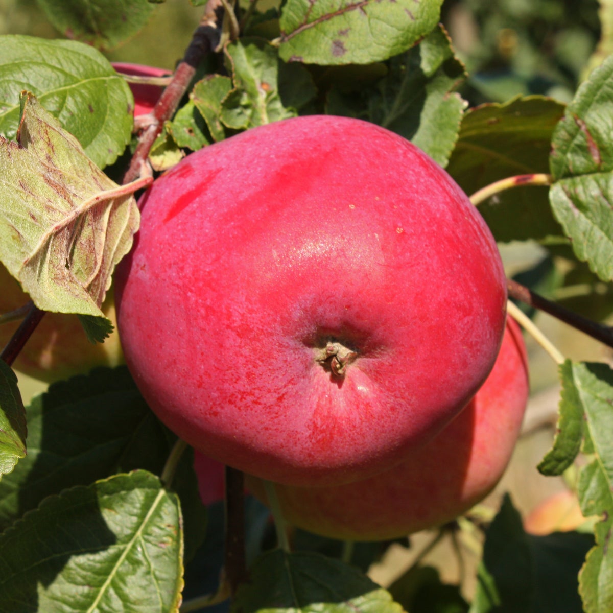 äpple Röd Melba