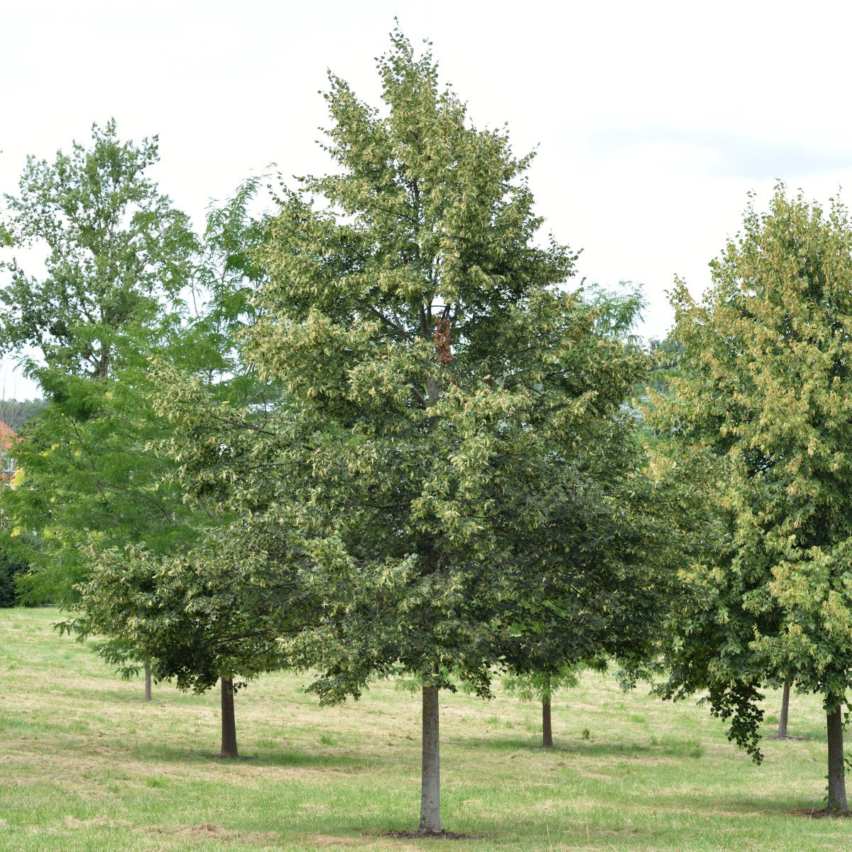 skogslind 'Rancho'