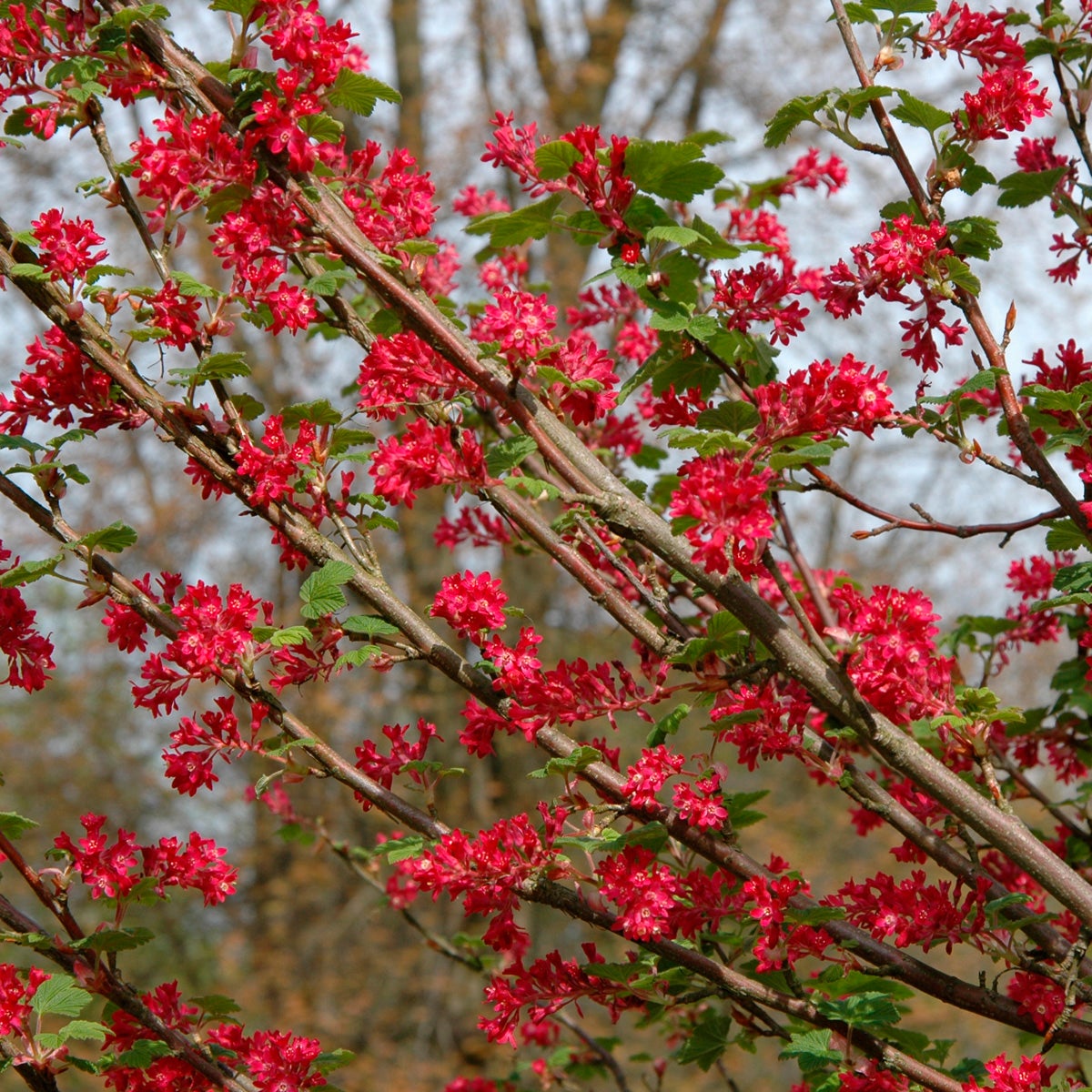 rosenrips 'Pulborough Scarlet'