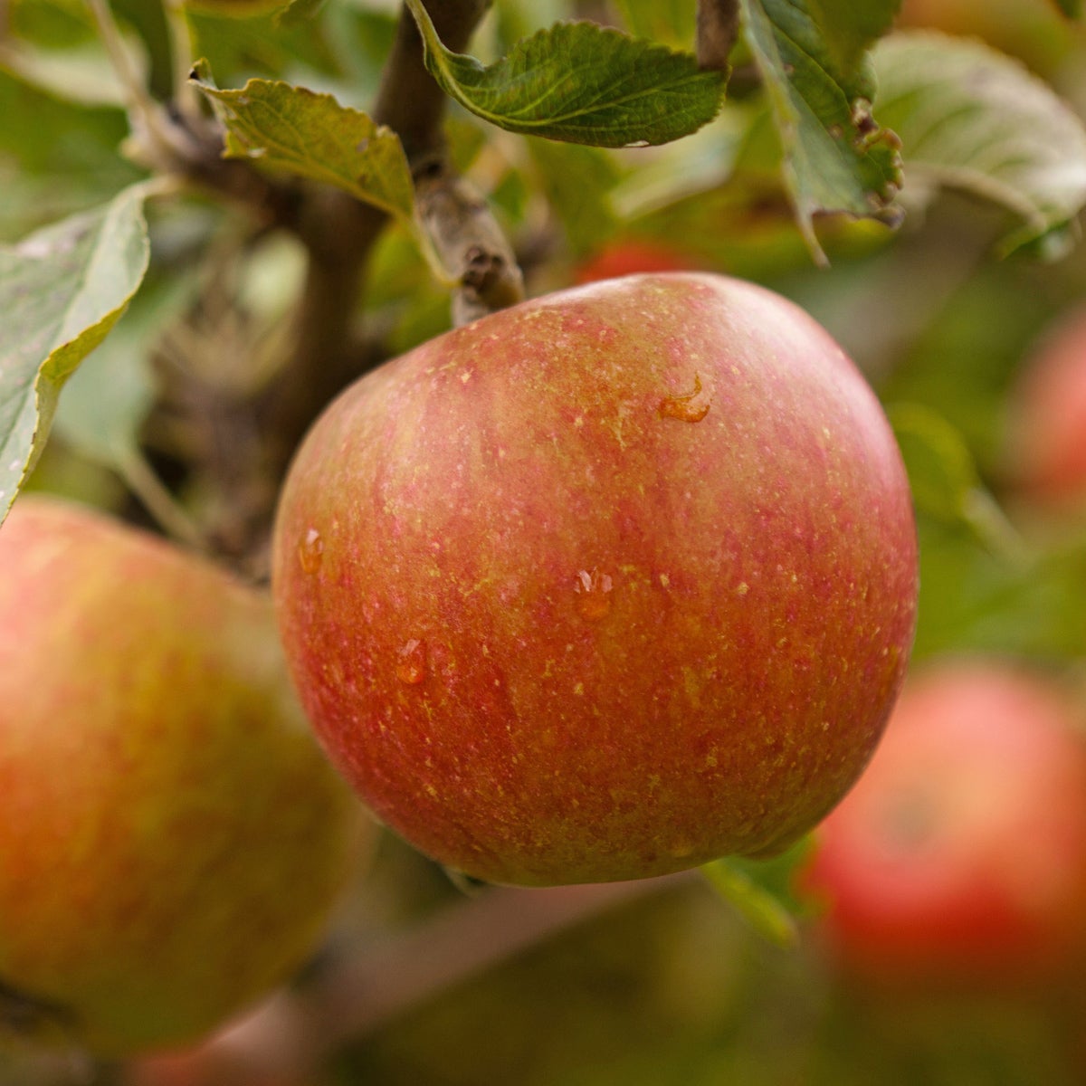 äpple 'Queen Cox'