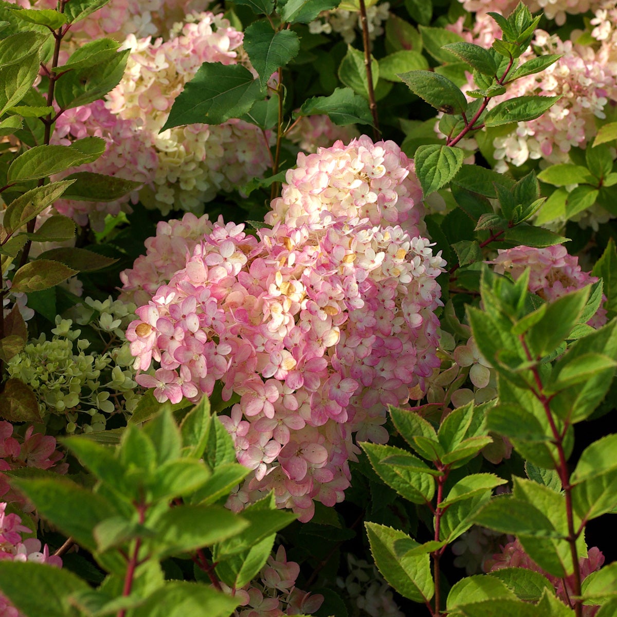 vipphortensia 'Compacta'