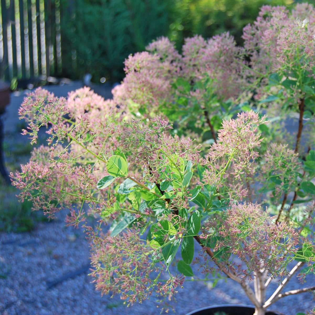 perukbuske 'Young Lady'