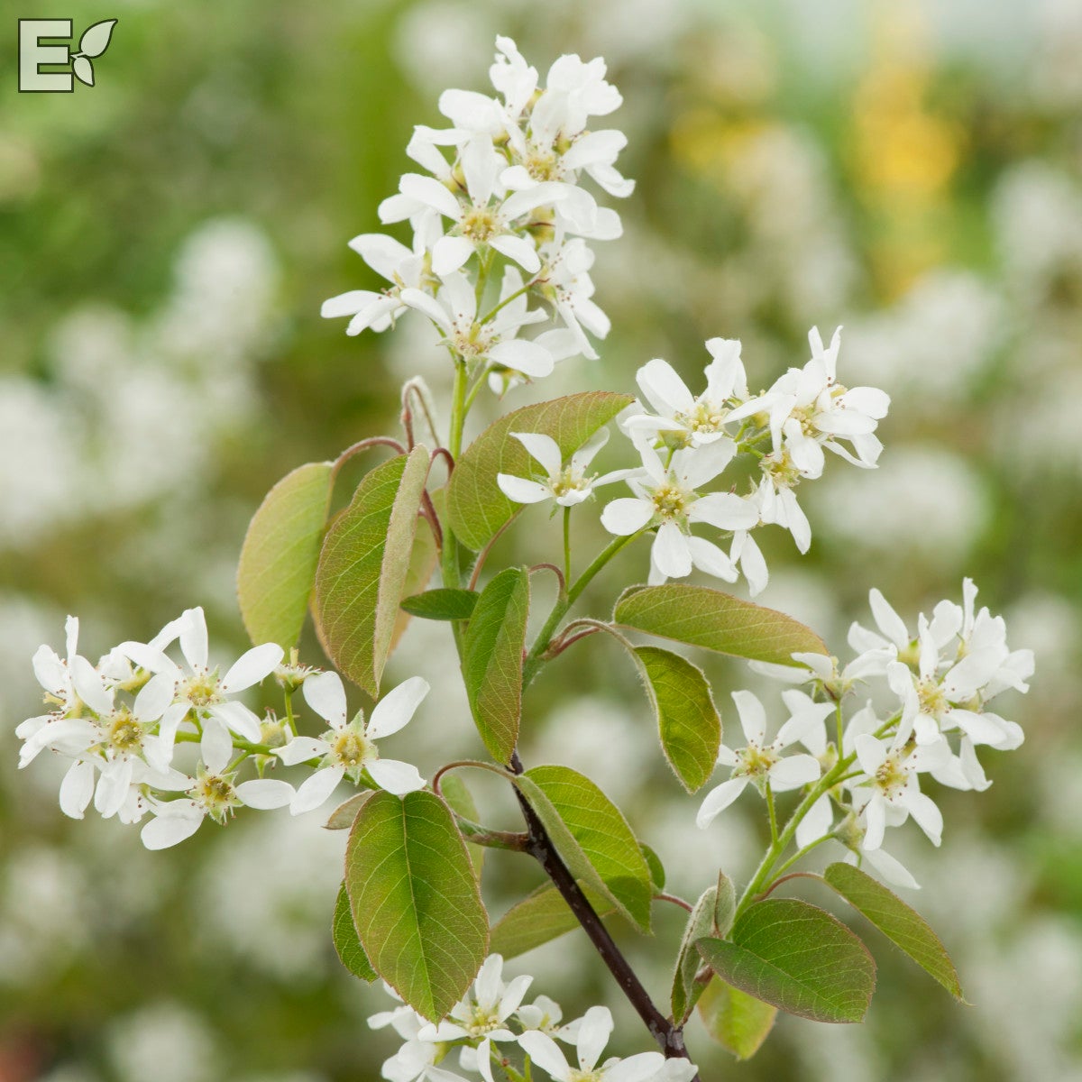 häggmispel fk Falun E