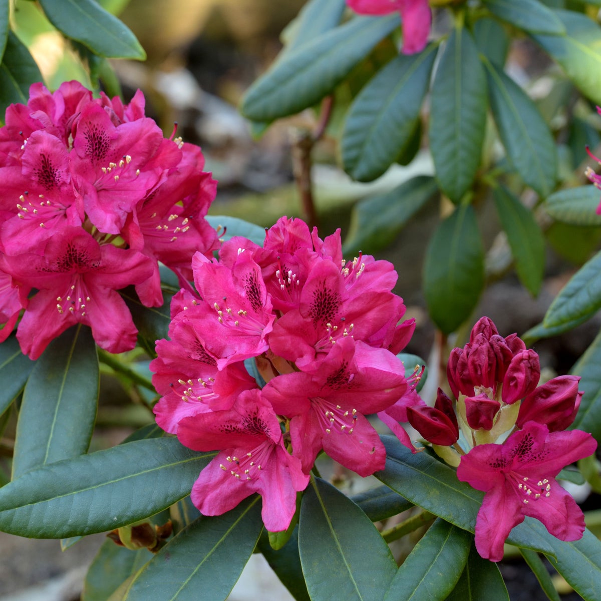parkrododendron 'Nova Zembla'