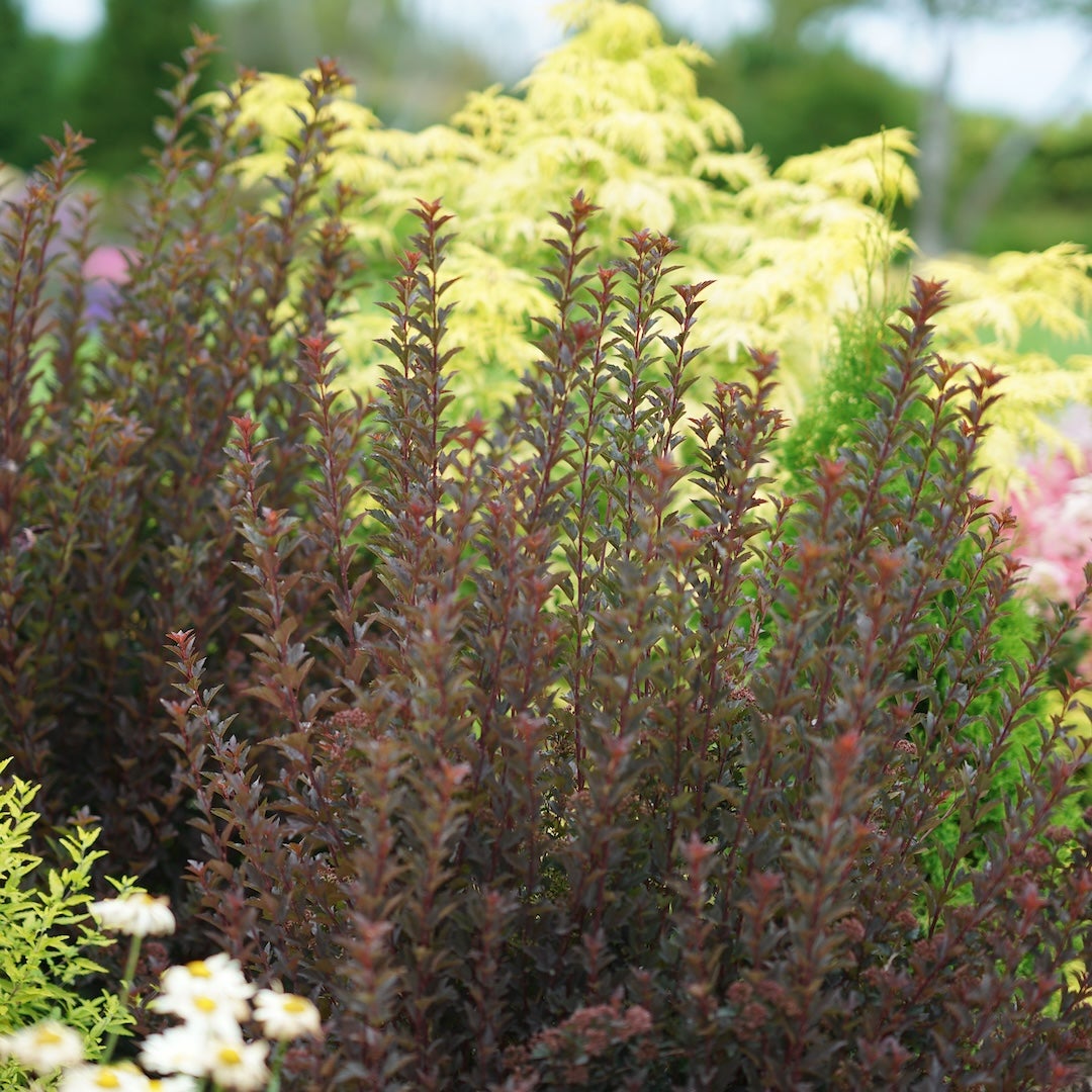 smällspirea Tiny Wine®