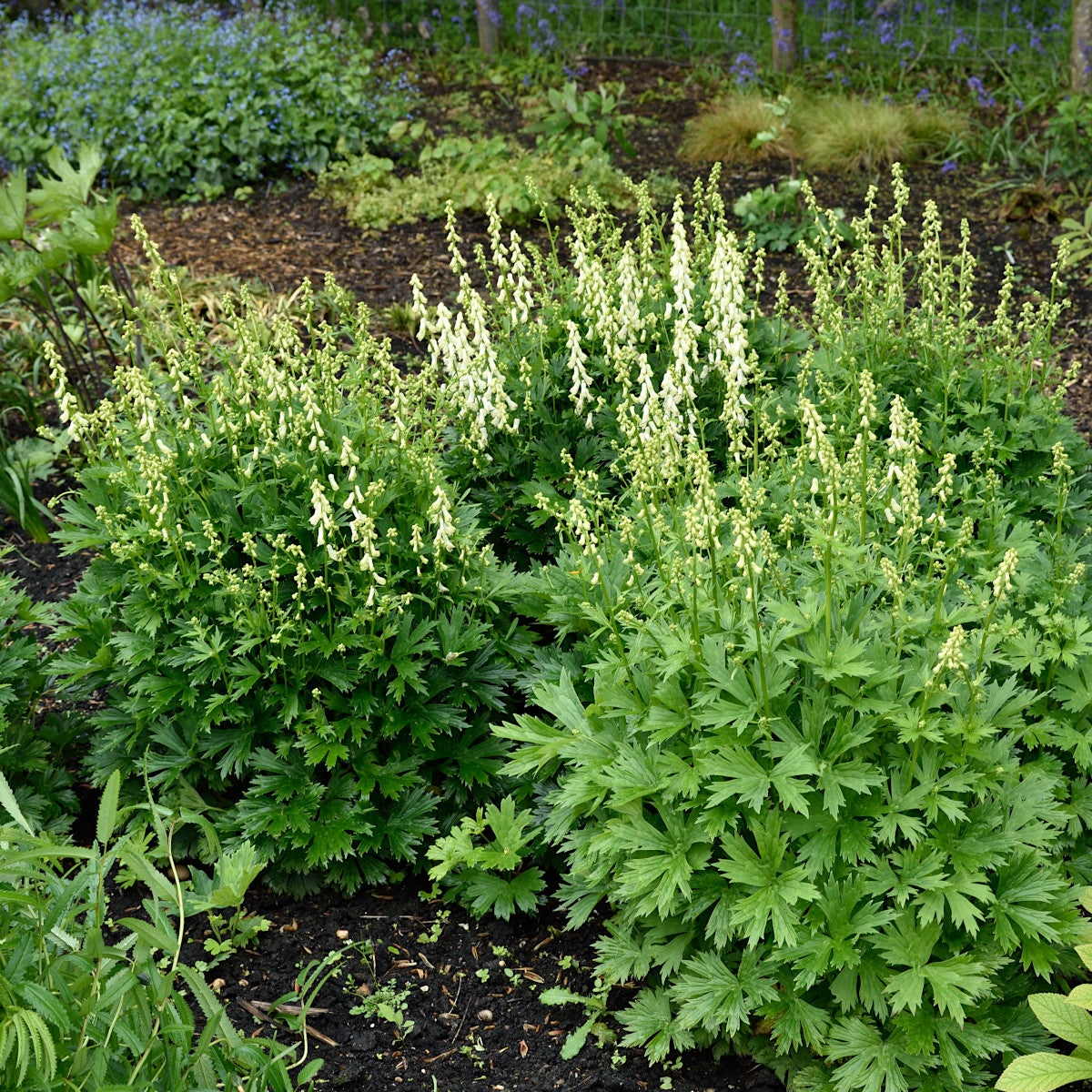 elfenbensstormhatt 'Ivorine'