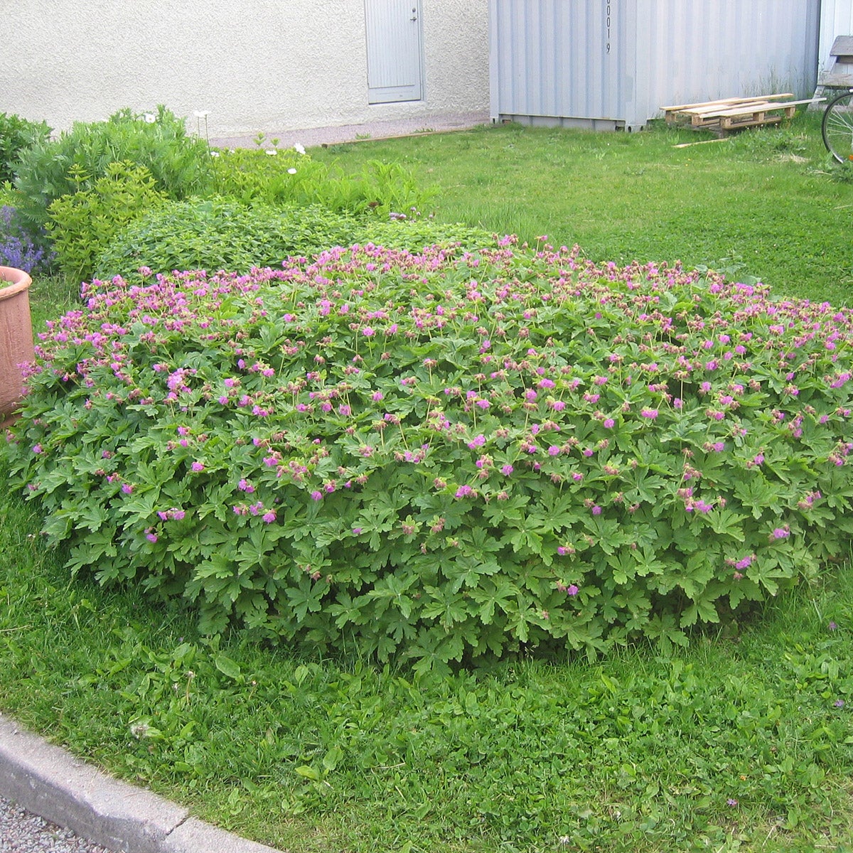 flocknäva 'Ingwersen's Variety'