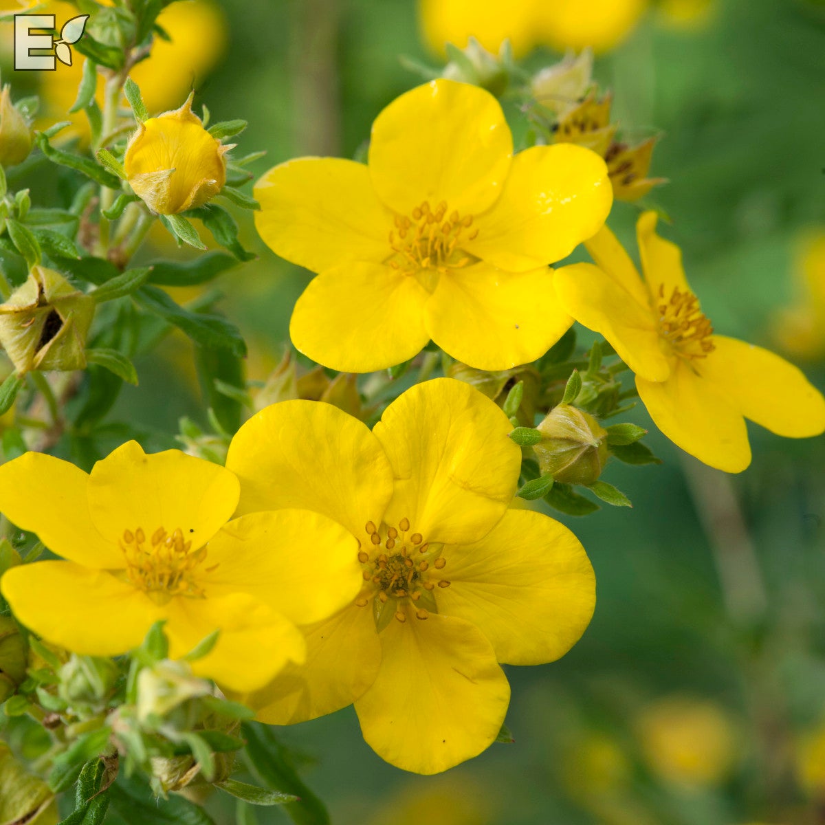 trädgårdstok 'Goldfinger' E