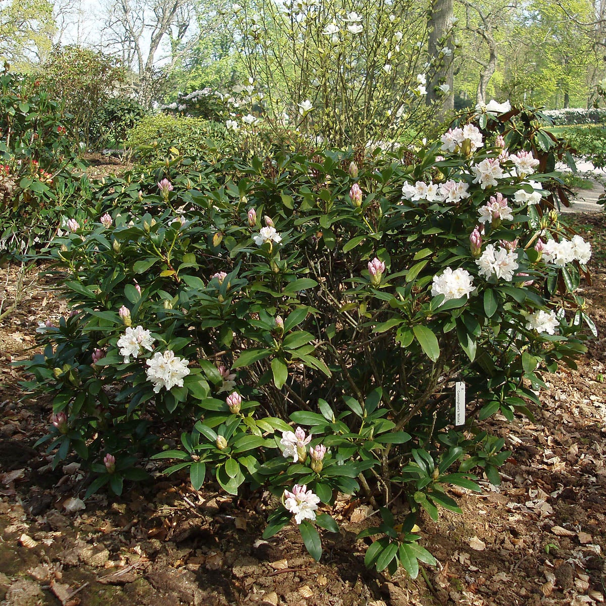 caucasicum-rododendron 'Cunn. White'