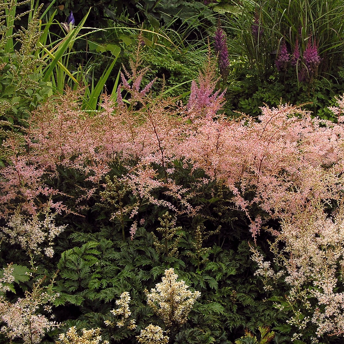 fjäderastilbe 'Sprite'