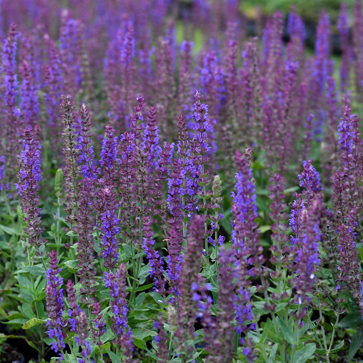 stäppsalvia