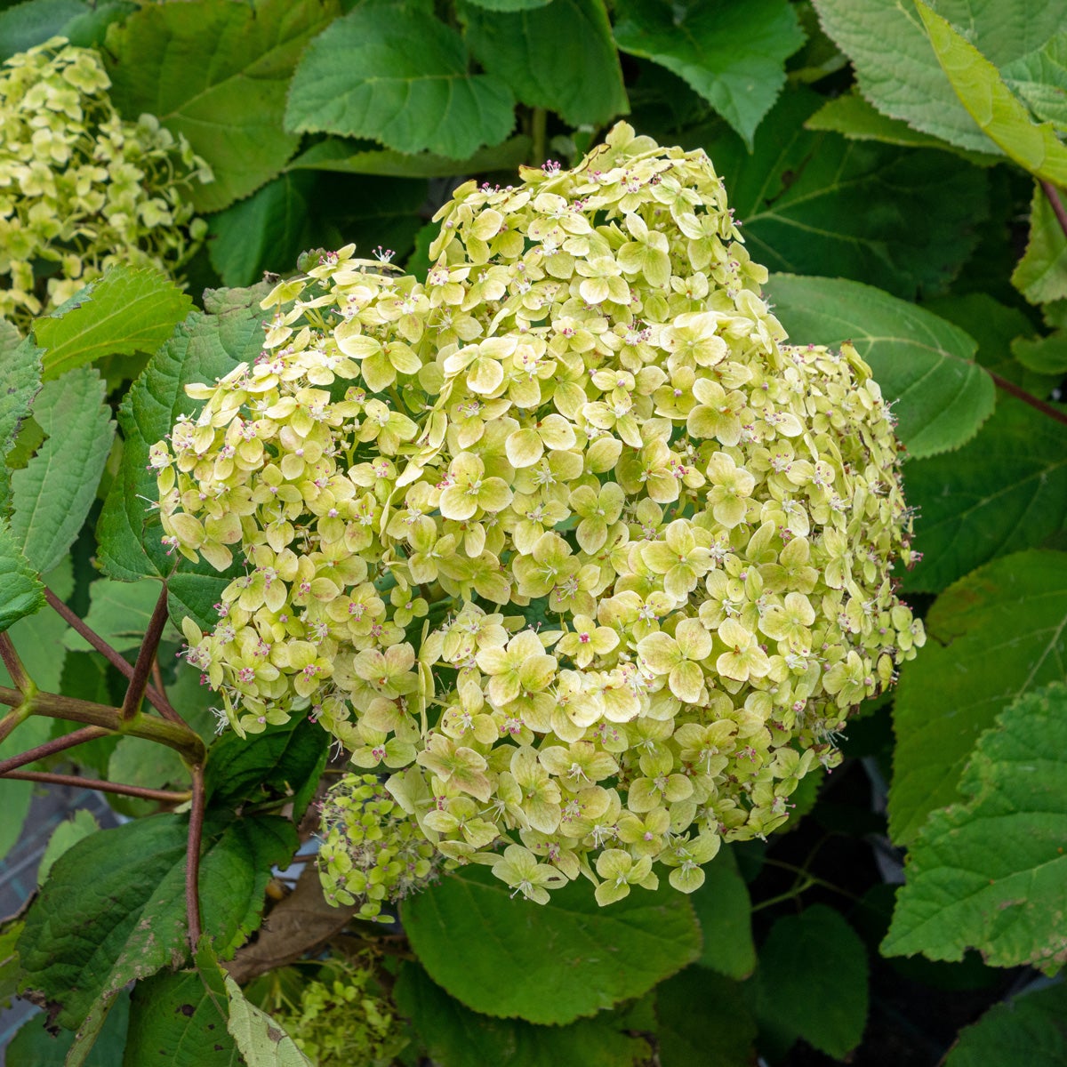 vidjehortensia Lime Rickey®