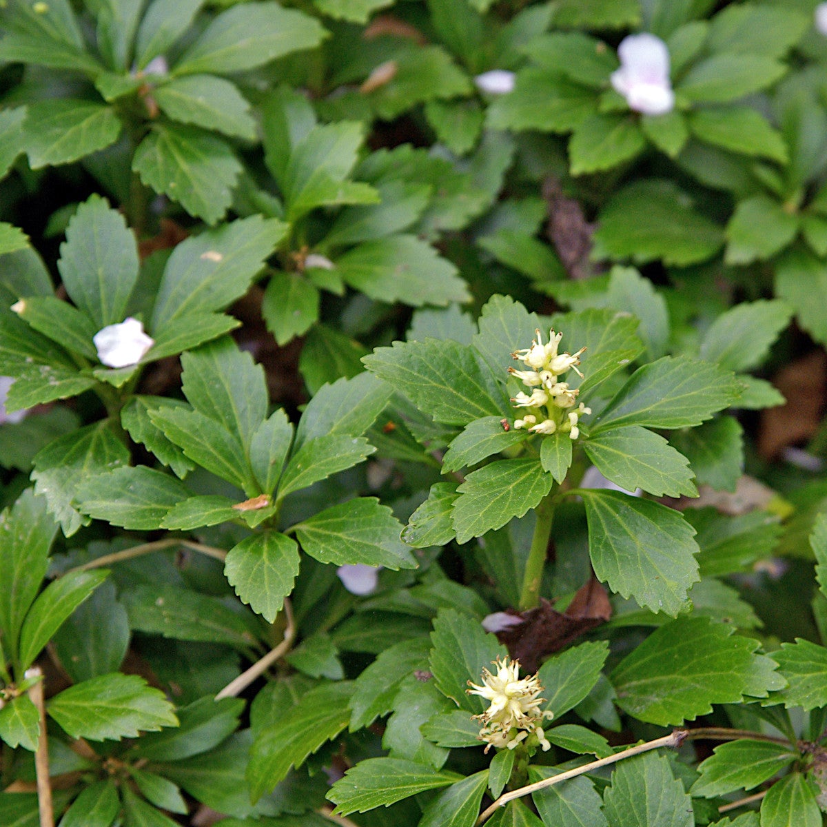 skuggröna 'Green Carpet'