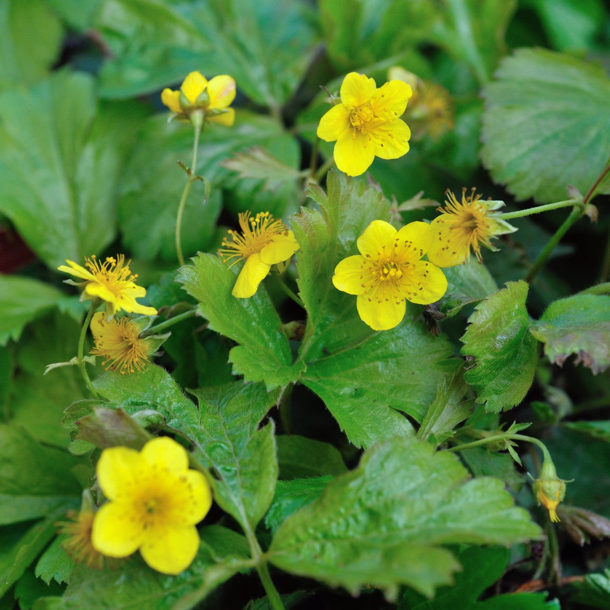 waldsteinia