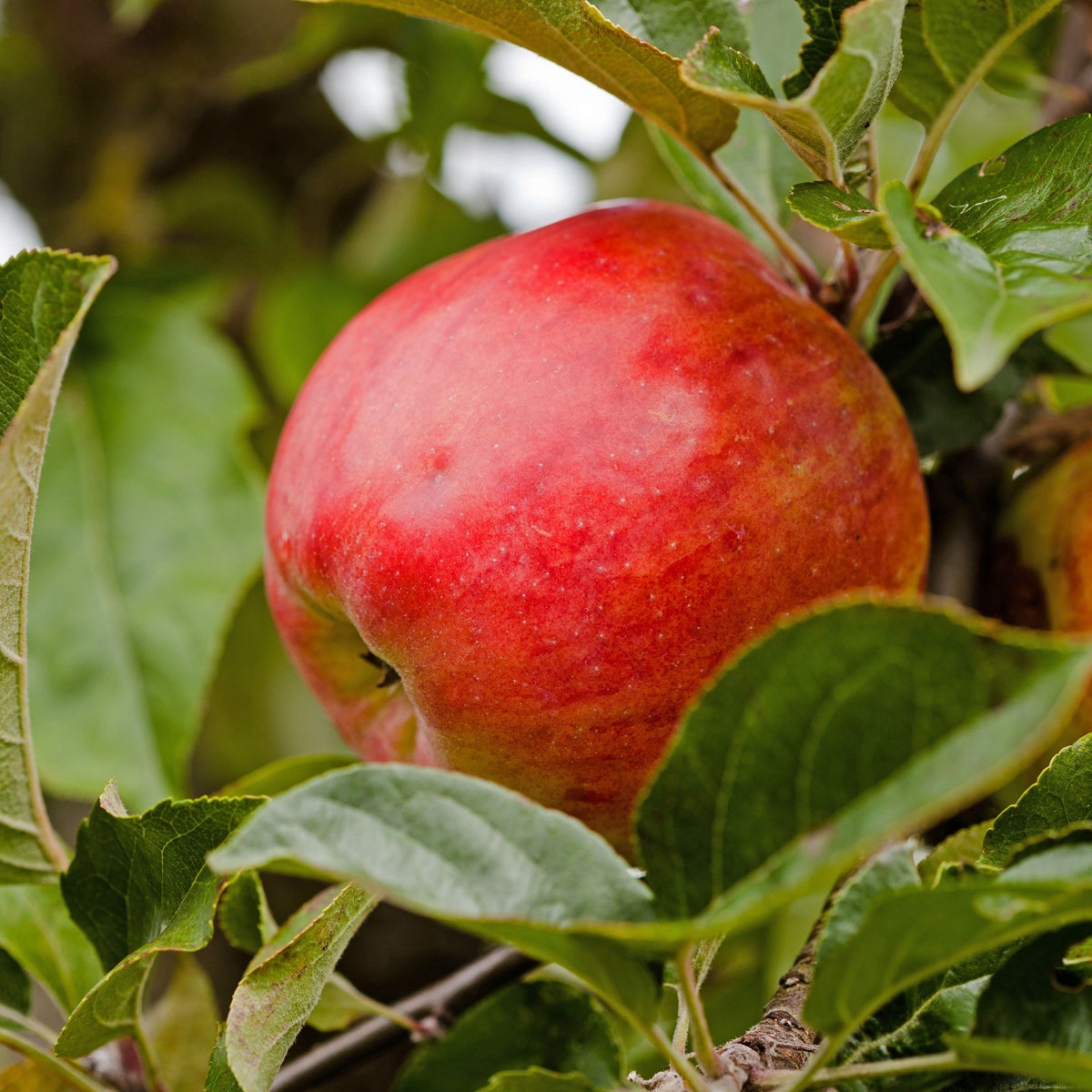 äpple 'Gravensteiner'