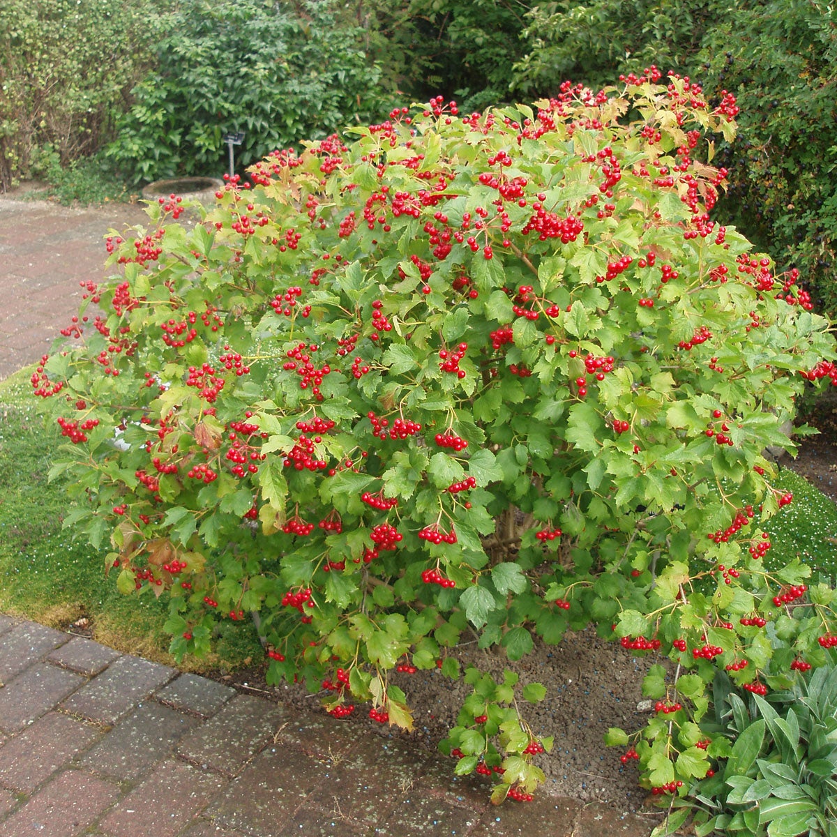 skogsolvon 'Compactum'