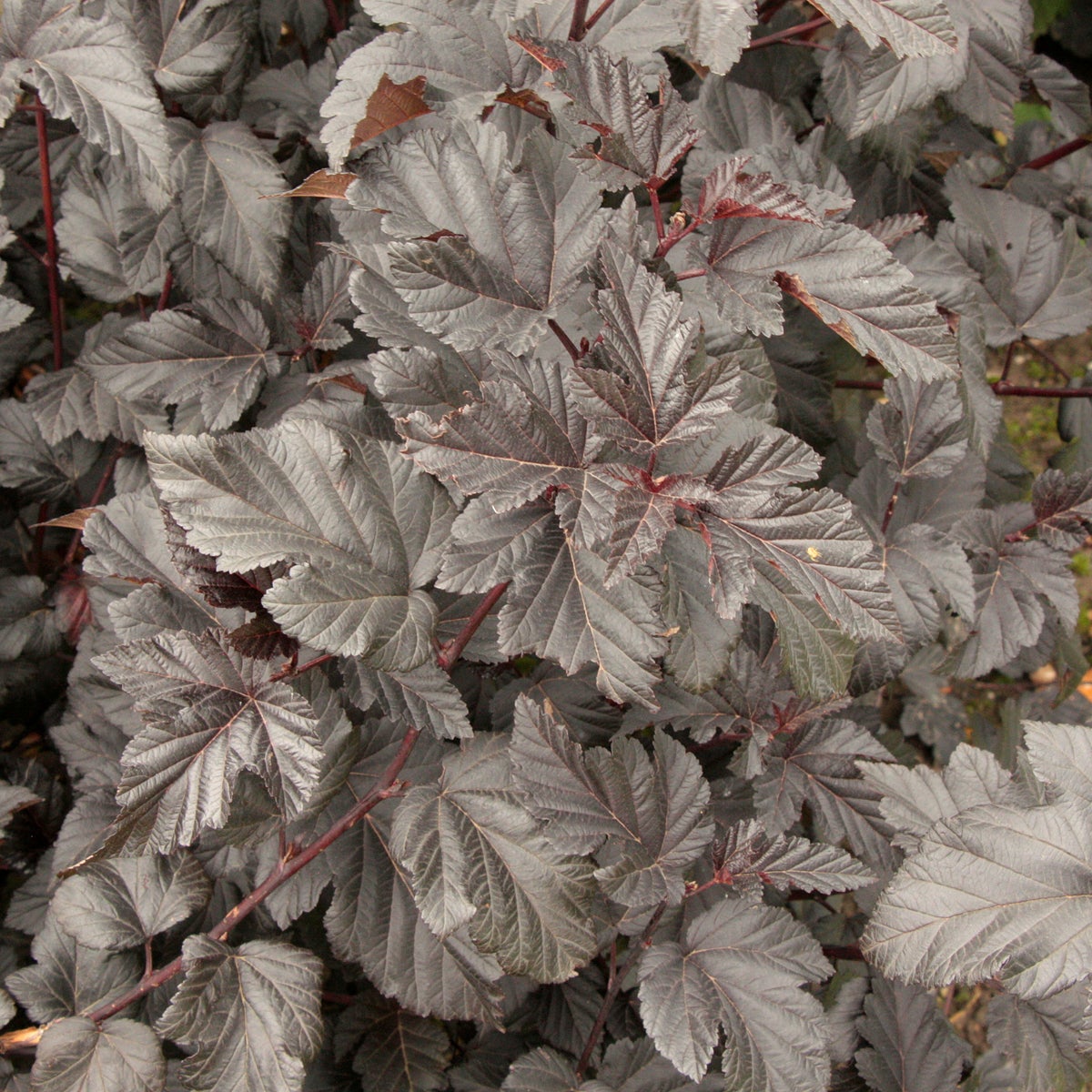 smällspirea Midnight ('Jonight'PBR)