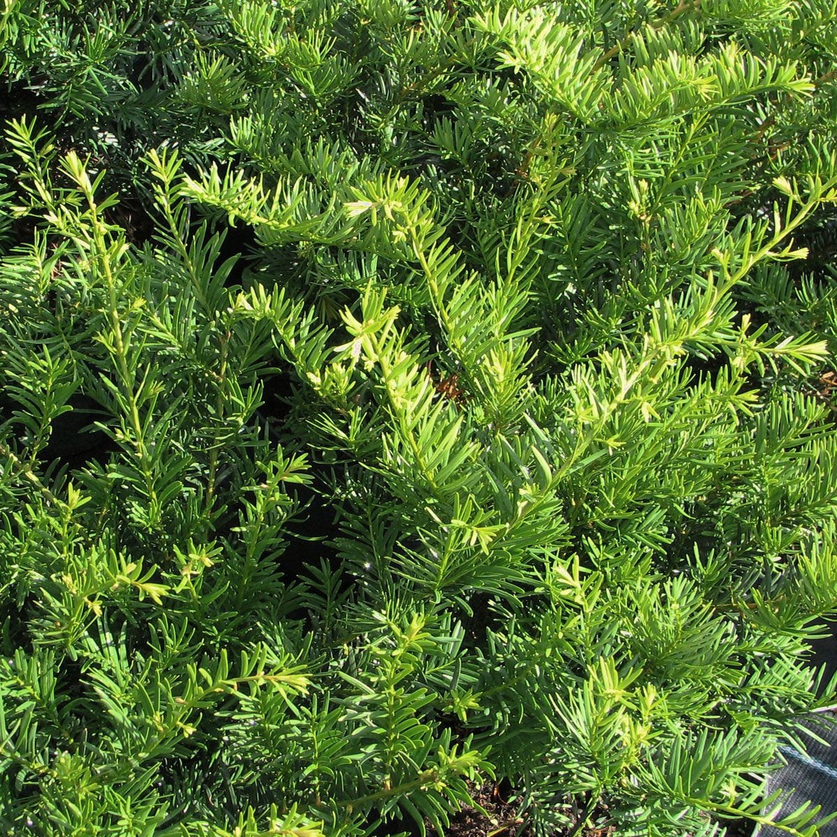 hybrididegran 'Green Mountain'